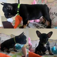 French Bulldog Puppies for sale in Lanham Seabrook, Maryland. price: $2,500