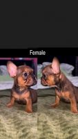 French Bulldog Puppies for sale in Brooklyn, New York. price: $4,000