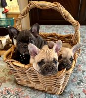 French Bulldog Puppies for sale in Jacksonville, Florida. price: $3,500