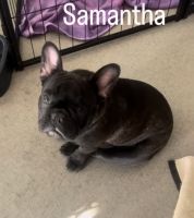 French Bulldog Puppies for sale in Merrillville, Indiana. price: $5,000