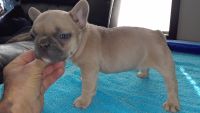 French Bulldog Puppies for sale in Hillsboro, Kentucky. price: NA