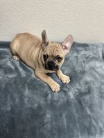 French Bulldog Puppies for sale in Modesto, California. price: $1,300