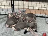 French Bulldog Puppies for sale in Orem, Utah. price: $2,500