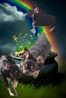 French Bulldog Puppies for sale in Wray, Colorado. price: $2,000
