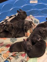 French Bulldog Puppies for sale in Loudonville, Ohio. price: $3,500
