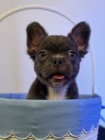 French Bulldog Puppies for sale in Chicago, Illinois. price: $6,500