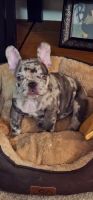 French Bulldog Puppies for sale in Augusta, Georgia. price: NA