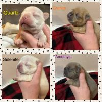 French Bulldog Puppies for sale in Anna, Illinois. price: $5,500
