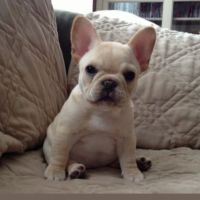 French Bulldog Puppies for sale in Boise, Idaho. price: $3,000
