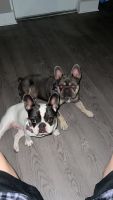 French Bulldog Puppies for sale in Miami, Florida. price: $5,500