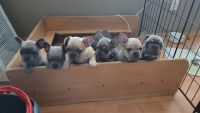 French Bulldog Puppies for sale in Grand Junction, Colorado. price: $2,000