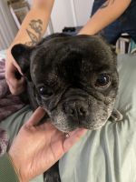 French Bulldog Puppies for sale in Greenville, South Carolina. price: $750