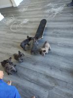 French Bulldog Puppies for sale in Phoenix, AZ, USA. price: $3,500