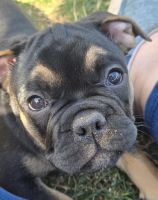 French Bulldog Puppies for sale in South Boston, Virginia. price: $1,500