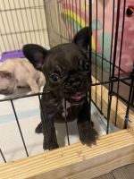French Bulldog Puppies for sale in Ada, Oklahoma. price: $1,800