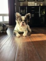French Bulldog Puppies for sale in Des Moines, Washington. price: $1,500