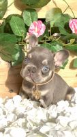 French Bulldog Puppies for sale in Dallas, Texas. price: $1,900