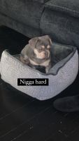 French Bulldog Puppies for sale in Detroit, Michigan. price: $2,000