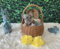 French Bulldog Puppies for sale in Ocala, Florida. price: $3,800