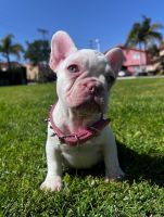 French Bulldog Puppies for sale in Wilmington, California. price: $2,500