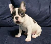 French Bulldog Puppies for sale in Los Angeles, California. price: $710