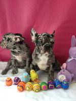 French Bulldog Puppies for sale in Modesto, California. price: $3,000