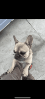 French Bulldog Puppies for sale in Ontario, California. price: $4,000