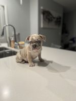 French Bulldog Puppies for sale in St. Cloud, Florida. price: $2,500