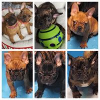 French Bulldog Puppies for sale in Mastic Beach, NY, USA. price: $1,500