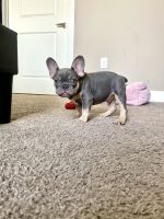 French Bulldog Puppies for sale in Frisco, Texas. price: NA