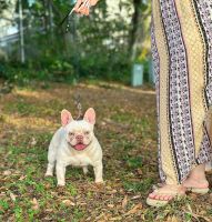 French Bulldog Puppies for sale in Kissimmee, Florida. price: $5,000