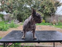 French Bulldog Puppies for sale in Houston, Texas. price: NA