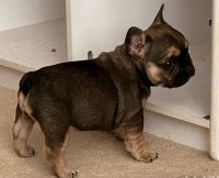 French Bulldog Puppies for sale in Cape Girardeau, Missouri. price: $3,700