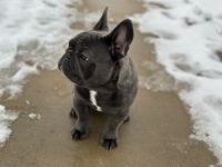 French Bulldog Puppies for sale in Crown Point, Indiana. price: $2,000