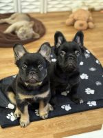 French Bulldog Puppies for sale in Forsyth, Georgia. price: NA