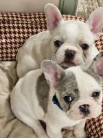 French Bulldog Puppies for sale in Dayton, Texas. price: $2,500