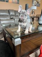 French Bulldog Puppies for sale in Coral Springs, Florida. price: $600