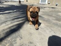 French Bulldog Puppies for sale in Anaheim, California. price: $2,000