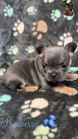 French Bulldog Puppies for sale in Greer, South Carolina. price: $4,000