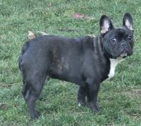 French Bulldog Puppies for sale in Main St, Springfield, OR, USA. price: $1,000
