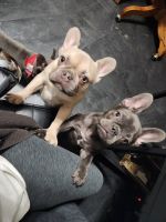 French Bulldog Puppies for sale in Mesa, Arizona. price: $2,500