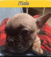 French Bulldog Puppies for sale in Keystone Heights, FL 32656, USA. price: $2,200