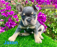 French Bulldog Puppies for sale in Davenport, Florida. price: $2,500