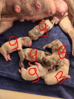 French Bulldog Puppies for sale in Naples, Florida. price: $5,000