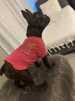 French Bulldog Puppies for sale in Aiken, South Carolina. price: $1,500