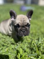 French Bulldog Puppies for sale in Largo, Florida. price: $3,000