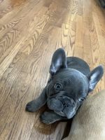 French Bulldog Puppies for sale in Upper Marlboro, Maryland. price: $14,000