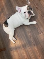 French Bulldog Puppies for sale in Battle Ground, Indiana. price: $1,500