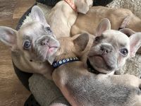 French Bulldog Puppies for sale in Weed, California. price: NA