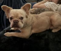 French Bulldog Puppies for sale in Moreno Valley, CA, USA. price: $1,500